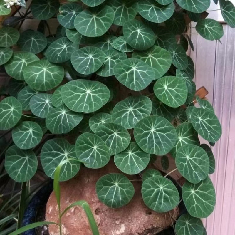 厂家红藤山乌龟金不换植物室内圆叶盆栽云南多肉花卉水培爬藤绿植