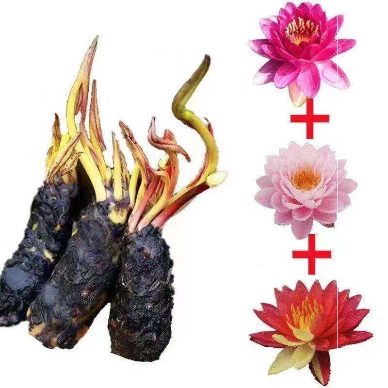 速发水中圣母睡莲池塘鱼缸大根块b水培植物四季花卉根茎荷花莲花