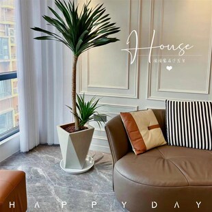 太空铁龙血树绿植盆栽室内办公室客厅网红大型植物净化空气吸甲醛