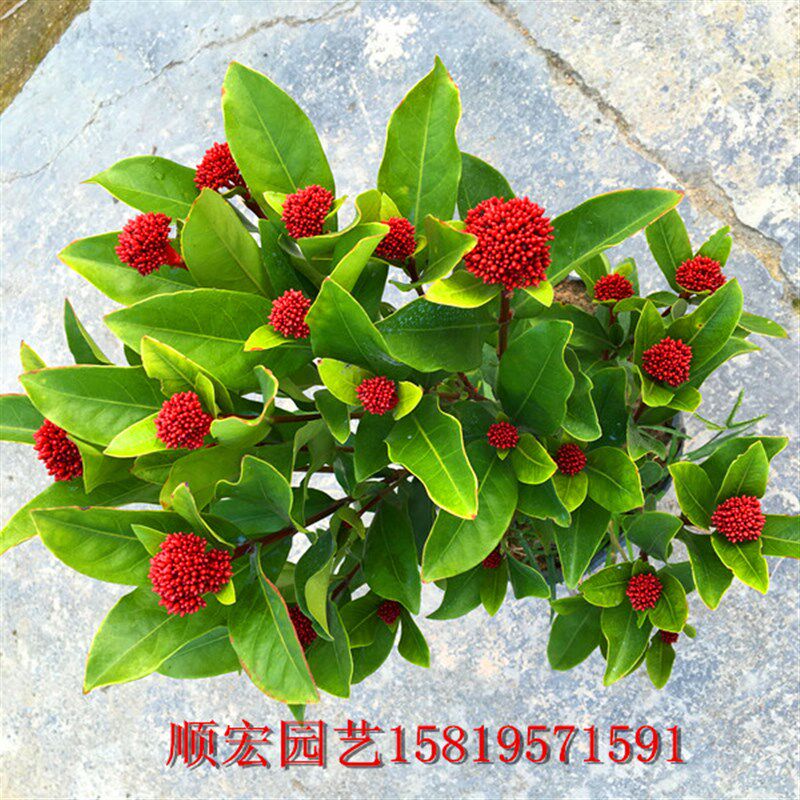 龙船花盆栽四季开花宝石花绣球花 仙丹花 室内花卉吸甲醛净化空气