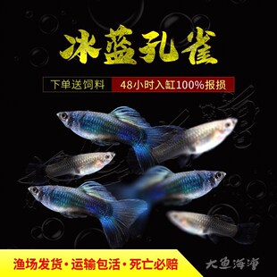 冰蓝孔雀鱼凤尾孔雀鱼特大孕母临产胎生鱼直接生小鱼新手好养现货