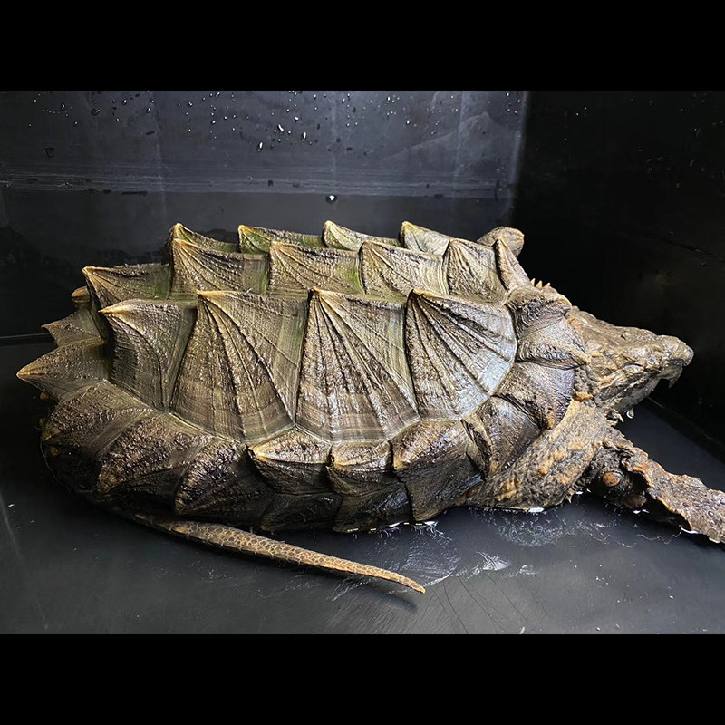 百鳄记进口l大鳄龟钓鱼龟宠物观赏龟