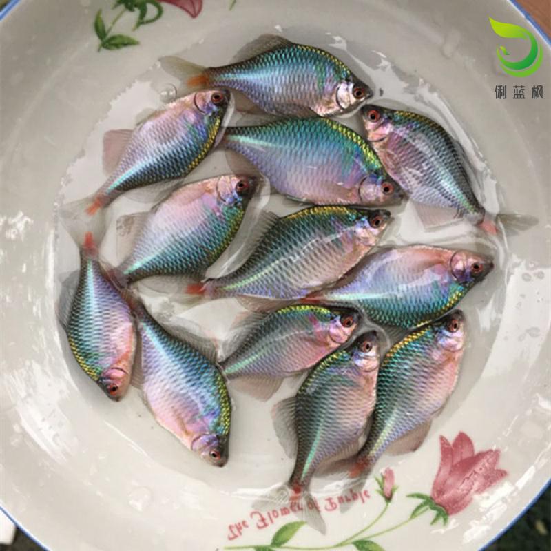 新品鳑鲏鱼 观赏鱼冷水鱼原生鱼除藻鱼练手鱼清道夫Y好养鱼包活鳑