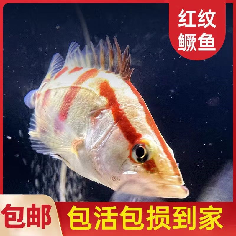 速发渔场直供红纹鳜鱼苗观赏鱼活体桂花鱼苗红鳜鱼苗淡水养殖食用