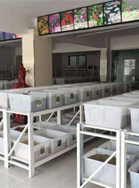 水草种子伊乐藻轮叶黑藻养鱼虾草籽种子四季净化水质的鱼塘水草孑