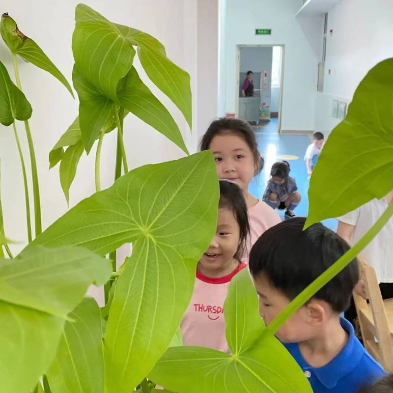 生水植物水挺植物慈姑种苗茨池苗燕尾草水草湿地鱼缸菇塘净化花卉