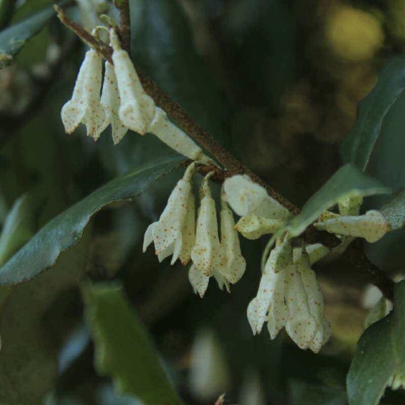 新品大别山胡秃子盆景羊奶果品种可食用观果小老桩木半夏