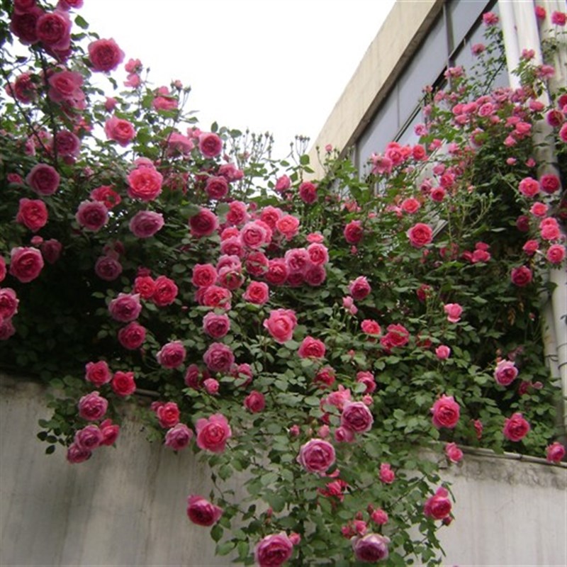 藤本月季苗大游行月季花苗庭院植物可做花墙欧月花卉盆栽多季花-封面