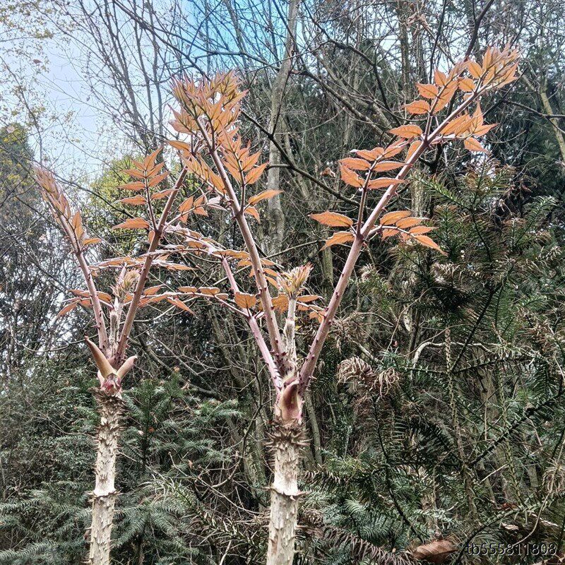 刺脑包刺老芽刺龙芽刺老包刺龙头苗刺包头l树苗刺树苗大苗老根园