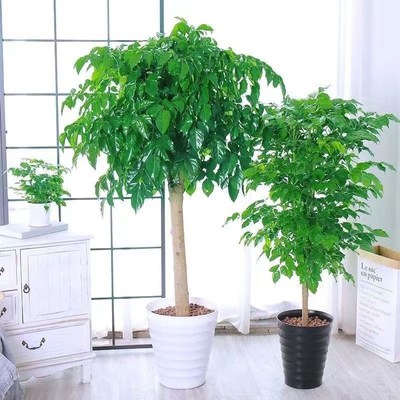 客厅摆件高端大气上档次绿植幸福树盆栽客厅大型绿植盆景平安树摇