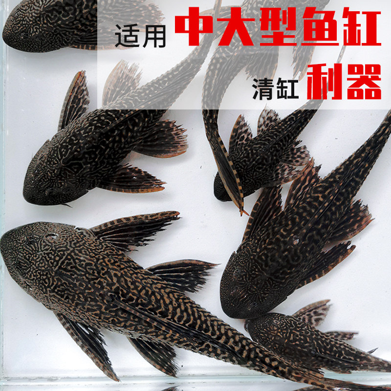 新品清道夫鱼鱼h缸清洁工女王除藻工具鱼清理垃圾吃屎鱼热带淡水