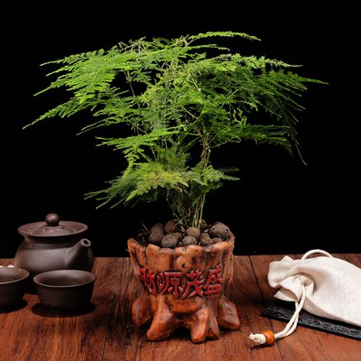 工厂销Asparagus pot plants indoAor purify air office, green