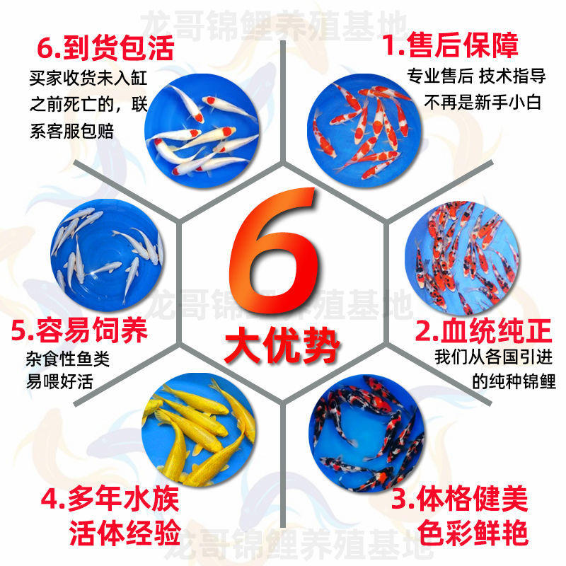 速发锦鲤活鱼纯种日本大正三色冷水鱼好养耐活鱼苗大型淡水观赏鱼