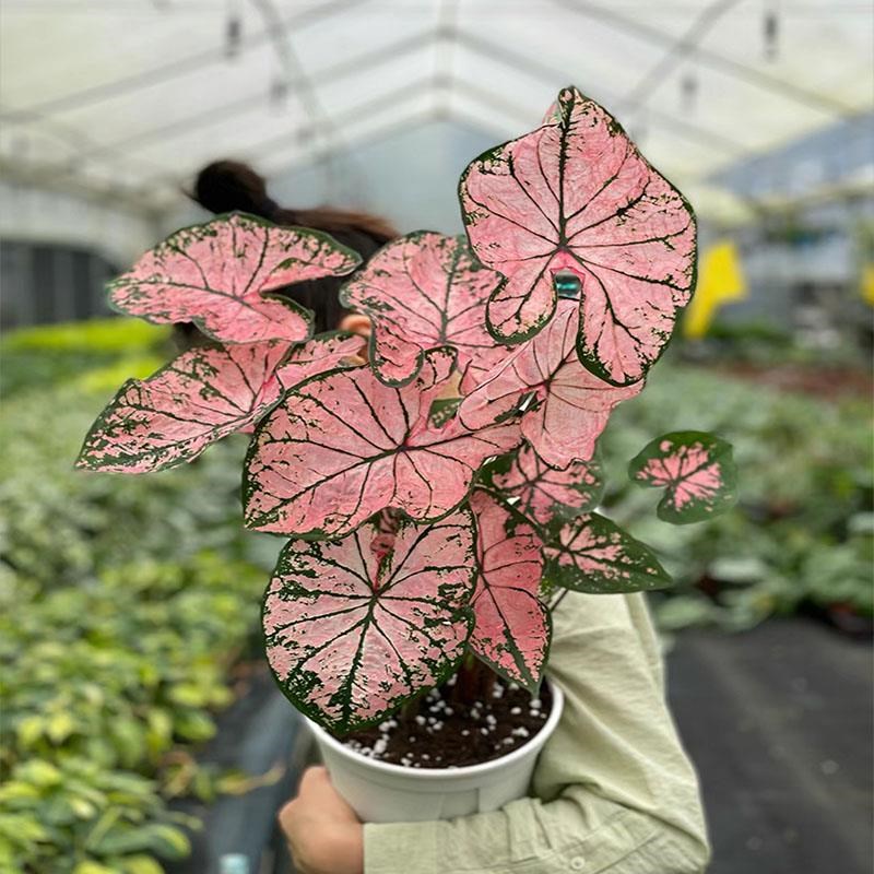 彩叶芋种球盆栽白色恋人海芋绿植室内客厅竹芋植物花卉四季好养活