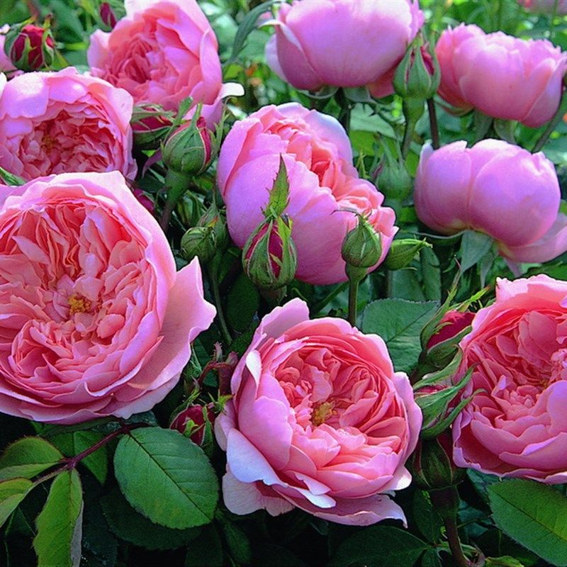 粉色灌木阿尼克城堡月季阳台庭院四季花卉日月阳台灌木切花小苗