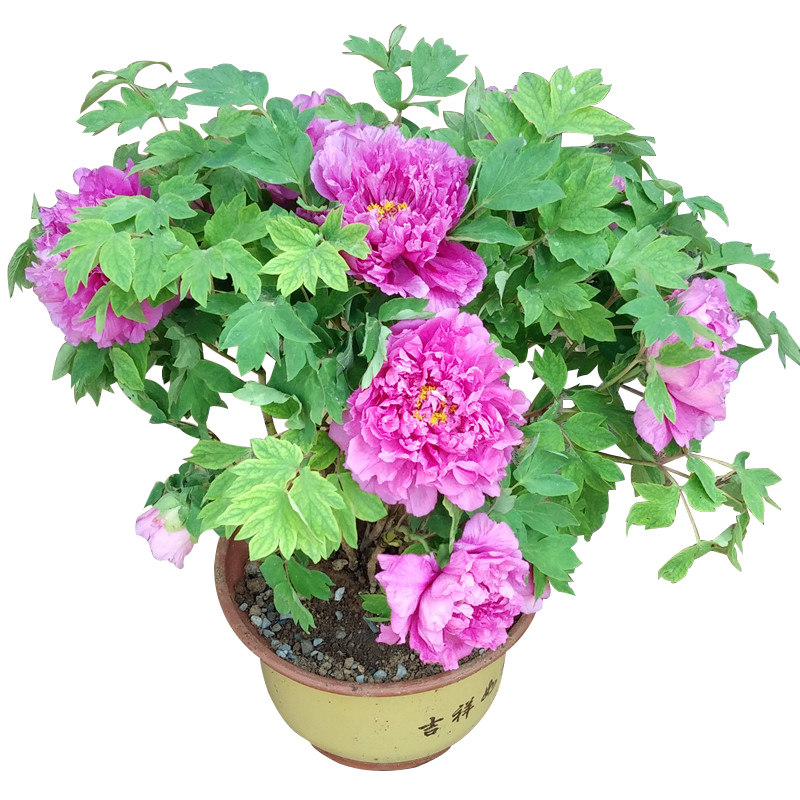牡丹花苗盆栽大苗洛阳正宗带花苞牡丹花种缠枝重瓣花卉牡丹花树苗
