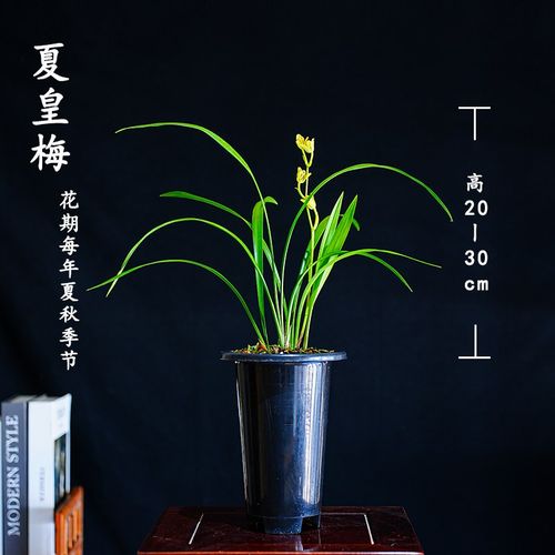 四季兰花苗建兰铭品梅瓣夏皇梅夏季秋季开花室内阳台花卉盆栽绿植