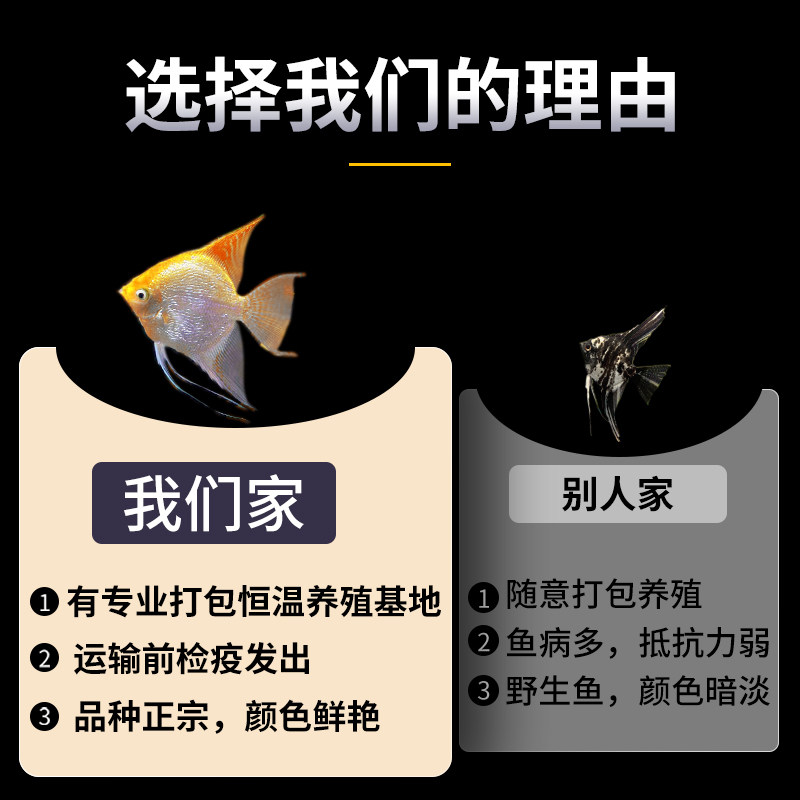 速发鱼苗观赏鱼七彩神仙鱼热带大型燕鱼秘鲁埃及好养淡水小型鱼小