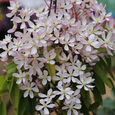 球兰爬藤架铁线莲龟甲龙铁艺锥形植物花架室内园艺用品阳台包邮