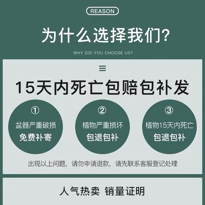 速发金边虎皮兰盆栽多肉易t活水培植物绿植办公室内花卉大全客厅 鲜花速递/花卉仿真/绿植园艺 绿植 原图主图