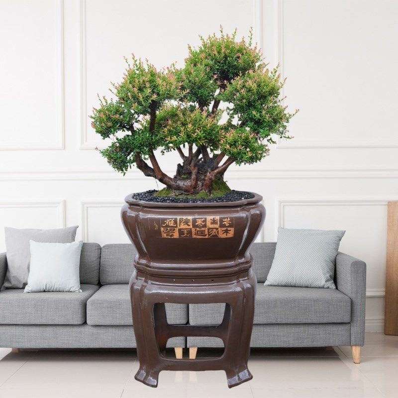 小叶赤楠精品红杨木盆景室内盆栽植物客厅绿植好养办公室耐阴好养,鲜花速递/花卉仿真/绿植园艺,造型盆景,淘宝优惠券,粉丝福利购,淘宝优惠卷