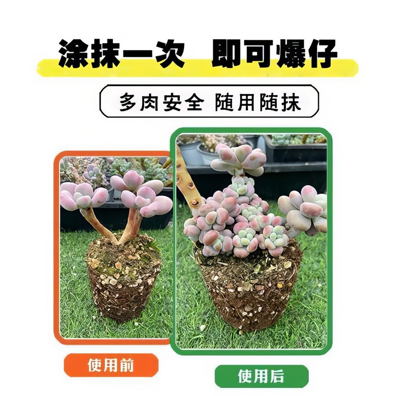 不爆仔退全款西绿沃崽多多2z0克多肉植物爆仔促芽催芽专用