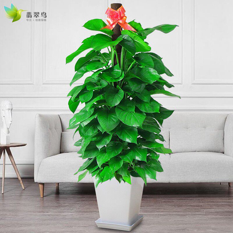 绿萝盆栽室内办公室客厅大叶绿色植物花卉除吸甲醛大型绿植盆景