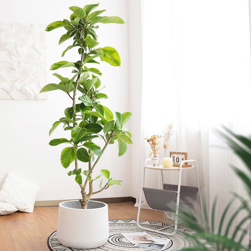 花叶橡皮树盆栽黄金榕北欧网红好养客厅观叶植物办公室z内大型绿