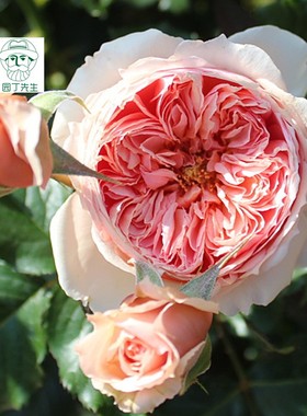 切花灌木 真宙 月季庭院四季开花带盆栽花卉蔷薇阳台玫瑰花苗浓香