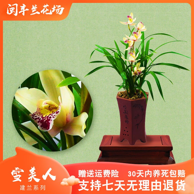 【雪美人】兰花苗建兰四季兰名贵盆栽花卉植物浓香客X厅室内兰草