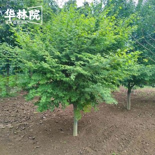 鸡爪槭树苗原生枫树庭院小叶风景大树园林绿化苗木观赏鸡爪槭树