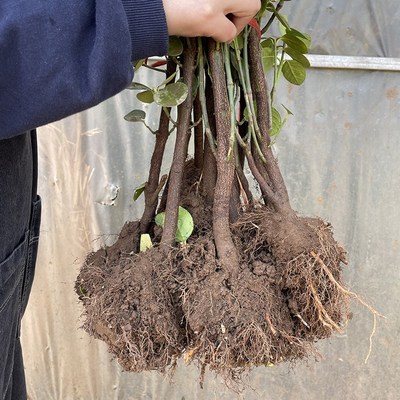 篱笆植物丛生北海道大叶黄杨苗冬青树苗四季常青耐寒庭院绿篱树苗