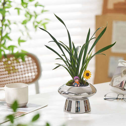 建兰神童冠金边兰花盆栽室内客厅耐阴好养植物办公室桌面绿植摆