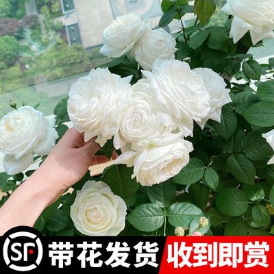 伊芙婚礼之路月季大苗果汁阳台白玫瑰花苗盆栽四季开花卉植物浓香