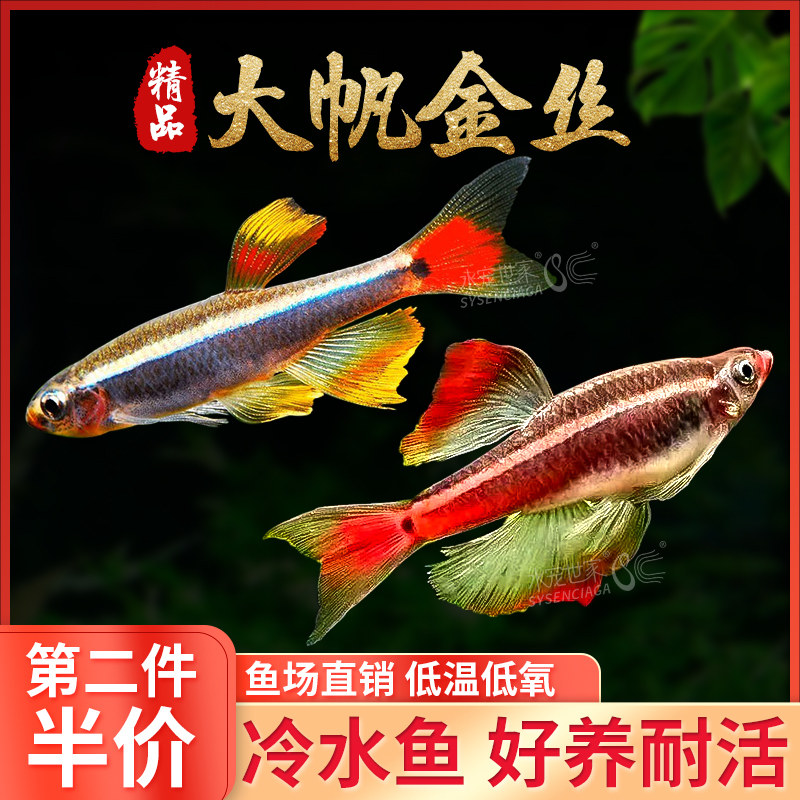 速发白云金丝鱼大帆瑰丽金丝火焰金丝新手观赏群游鱼红尾灯科鱼冷