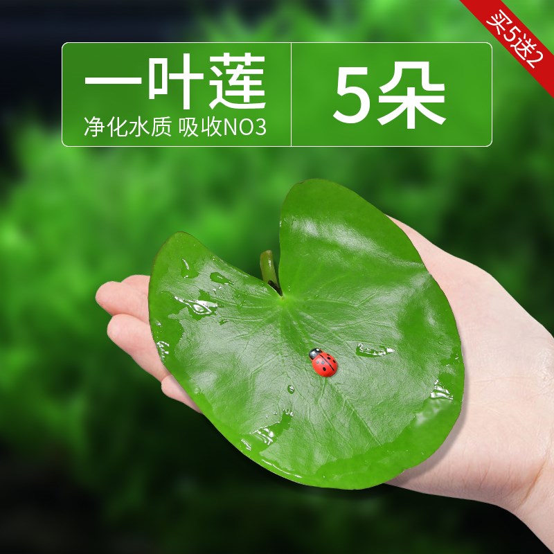 小众高货鱼缸造景肚兜浮萍水草圆心萍槐叶萍红毛丹水边水草活体造