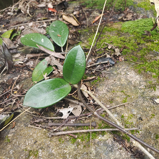 福建新鲜现采玉绣球兰叶铁加杯金雪球石壁梅爬岩板草鞋板蜡兰500g