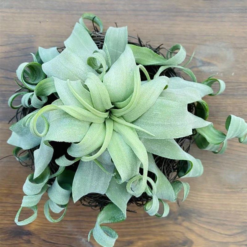 空气凤梨 电烫卷 steptophylla 超美卷叶品种