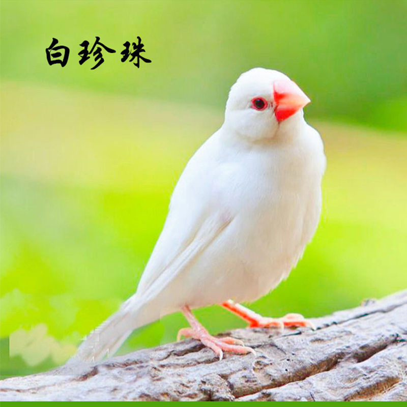 珍珠鸟活物白珍珠灰珍珠白文鸟灰文鸟一对包公X母宠物手养鸟