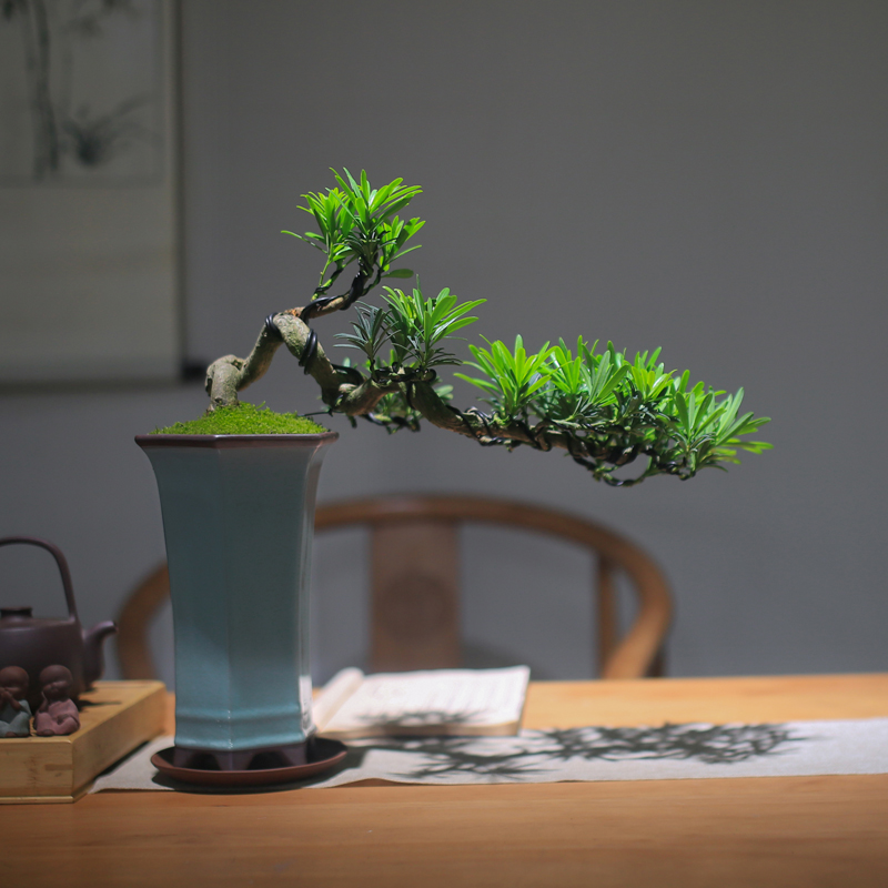 罗汉松盆景室内i植物造件摆景绿植桌...