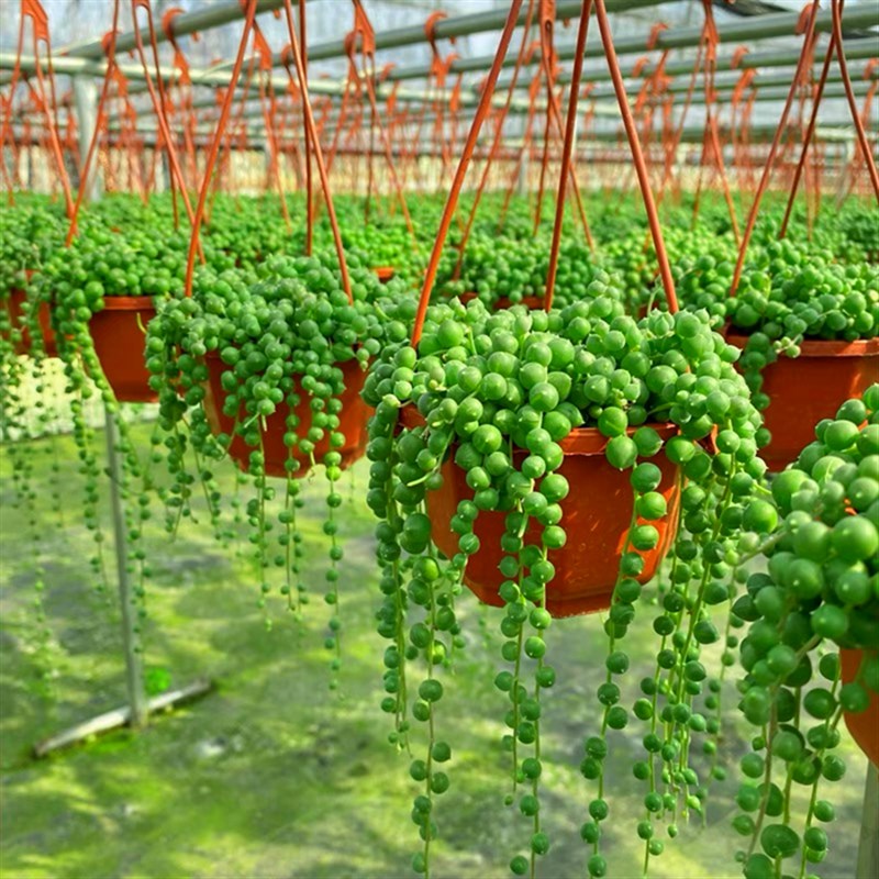 新品佛珠吊兰 特价包邮带盆发货 悬挂垂吊多O肉植物 室内阳台趣味