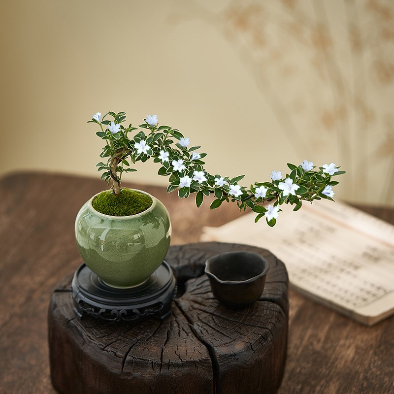 六月雪盆栽悬崖飘枝造型老桩盆景室内办公桌面绿植花卉禅意小植物
