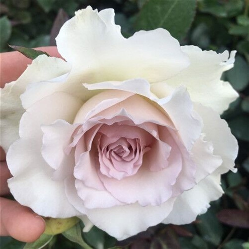 稀有新品日月河本纯子莎菲天使白色淡紫色淡茶香切花月季小苗