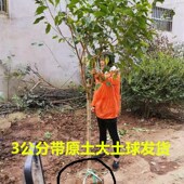 原生腊梅树苗庭院绿化绿植冬季 开花浓香型原生腊梅花树苗
