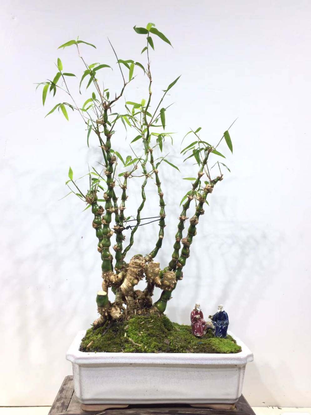 罗汉竹佛肚竹名贵竹子丛林金丝簕d竹头桩室内外盆景植物红竹产地