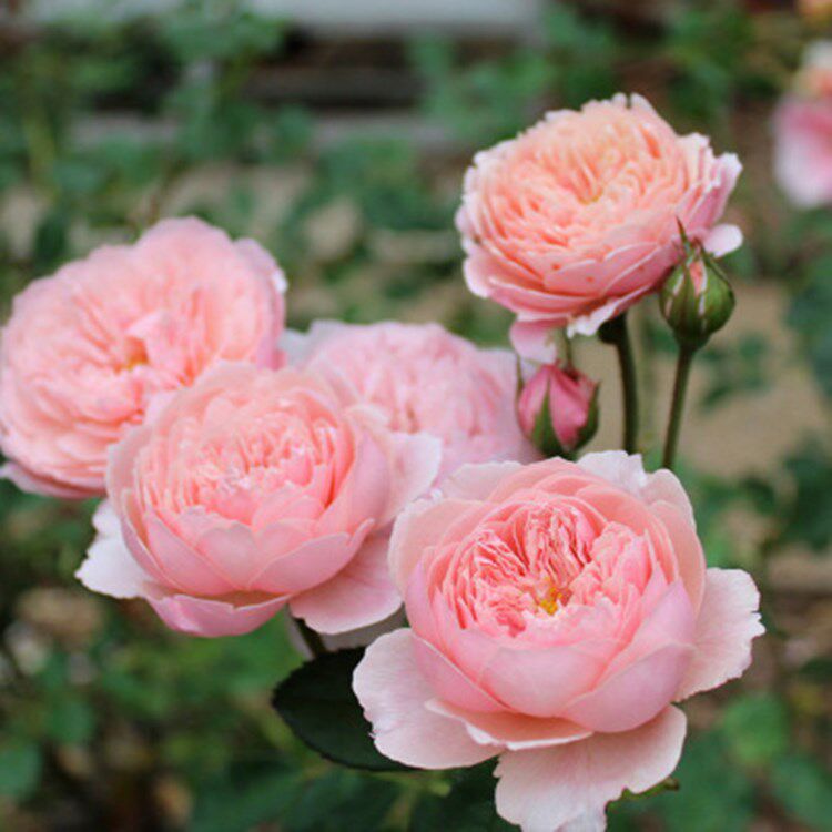 粉色灌木阿尼克城堡月季阳台庭院四季花卉日月阳台灌木切花小苗