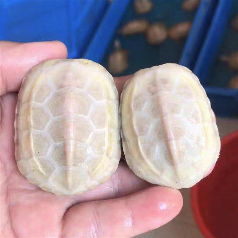 工厂销白玉乌龟纯种n白化中华草龟活体招财观赏宠物龟金线草龟长