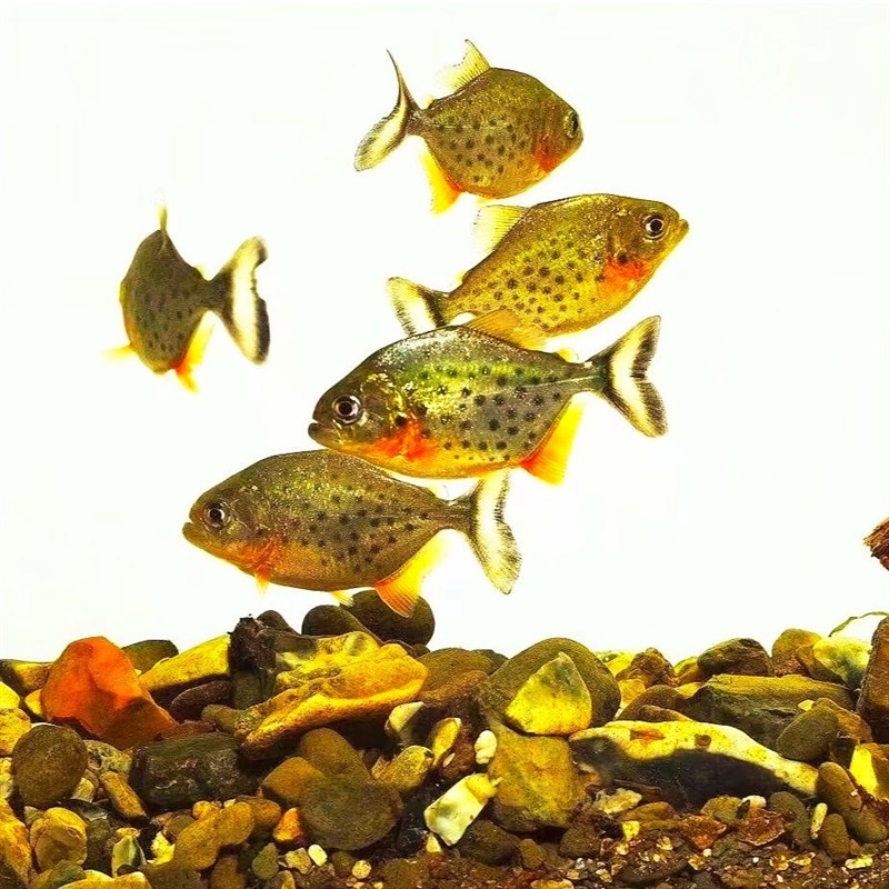新品南美亚马孙红文鱼活热带鱼z淡水凶猛宠物观赏鱼活苗凶猛观赏