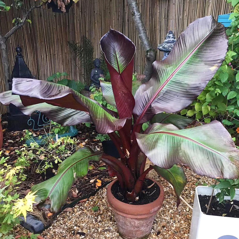 红色象腿蕉红粗柄热带观叶彩叶植物耐热盆栽苗花园庭院.花苗粉芭