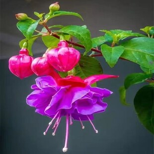 倒挂金钟盆栽灯笼花苗吊钟海棠室内阳台耐寒花卉四季开花驱蚊植物